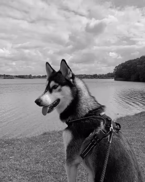 a black and white photo of a dog on a leash